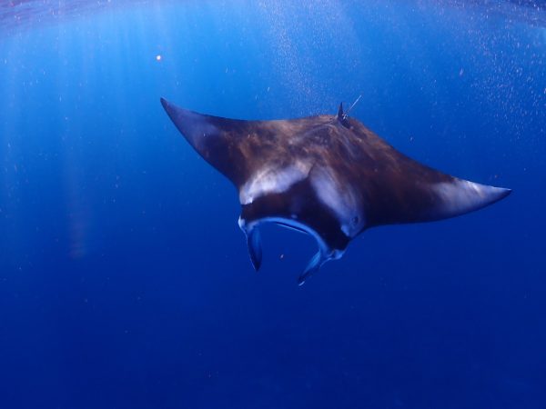 沖縄の久米島で見られるマンタ
