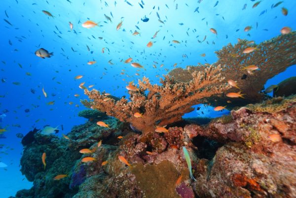 ダイビング中に見れる魚の群れ