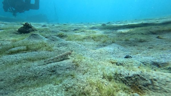 砂地にいるダテハゼ